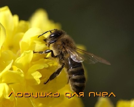 Домашнее пчеловодство.Ловушка для пчел (2011) DVDRip 