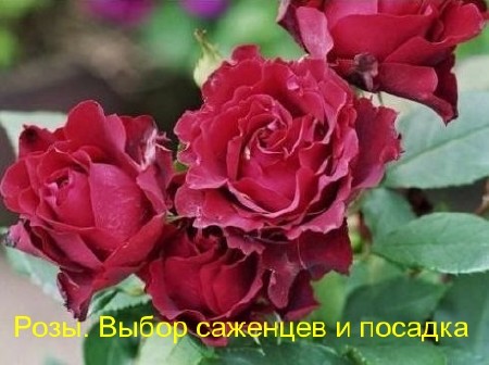 Розы. Выбор саженцев и посадка (2011) DVDRip 