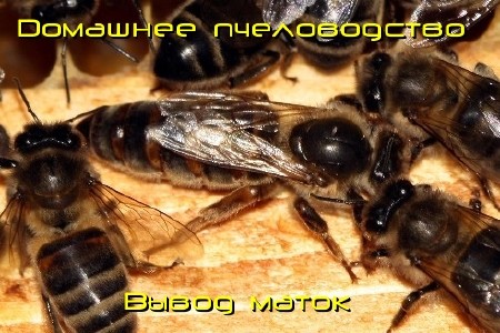Домашнее пчеловодство. Вывод маток (2011) DVDRip 