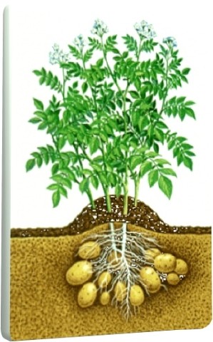 Практические советы по выращиванию картофеля (2011) DVDRip 
