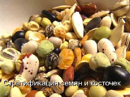 Стратификация семян и косточек (2011) DVDRip 