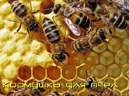 Домашнее пчеловодство. Кормушка для пчел (2011) DVDRip 