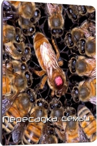 Домашнее пчеловодство. Пересадка семьи (2011) DVDRip 