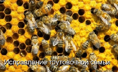 Домашнее пчеловодство. Исправление трутовочной семьи (2011) DVDRip 