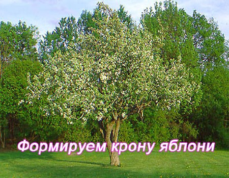 Формируем крону яблони (2011) DVDRip 