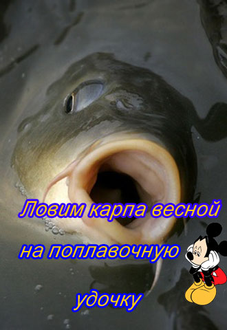 Ловим карпа весной на поплавочную удочку (2011) DVDRip 