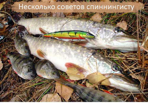 Несколько советов спиннингисту (2011) SATRip 